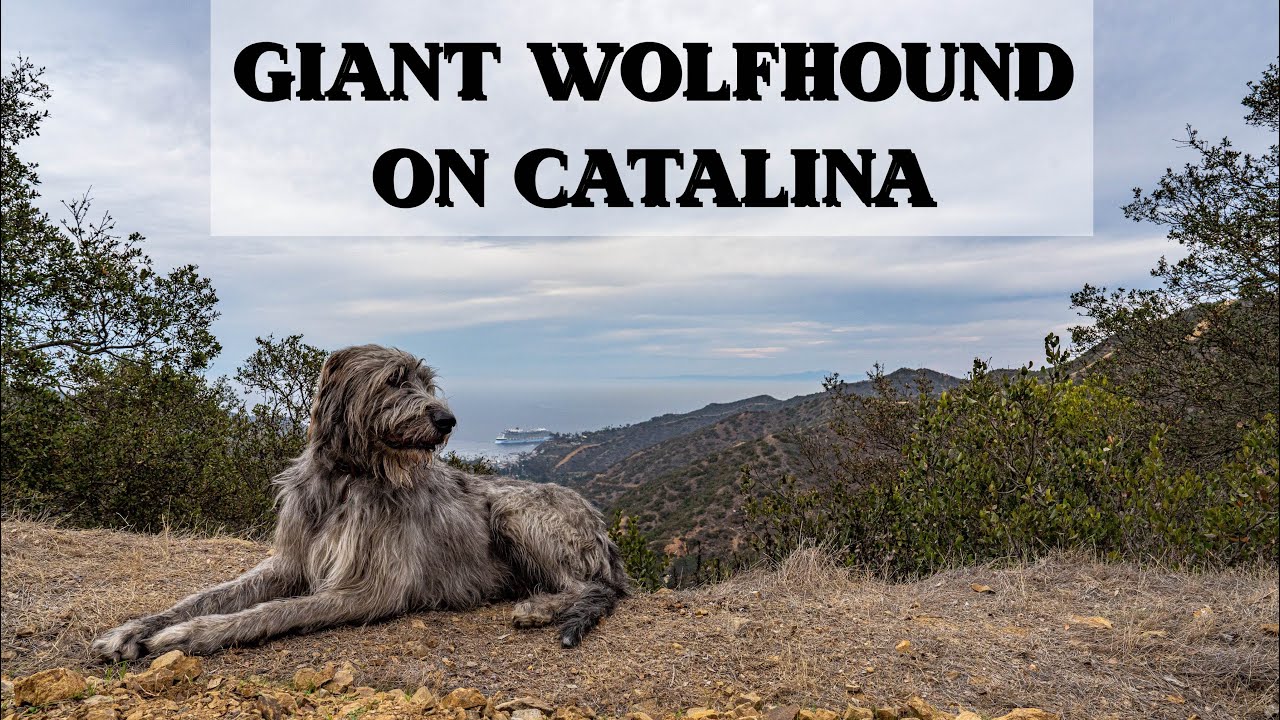 Massive Irish Wolfhound’s Epic Catalina Island Day Trip: Ferry + Hike!