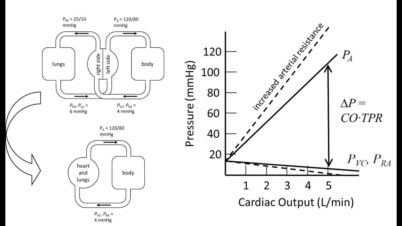Pressures Flows & Volumes in the Cardiovascular System