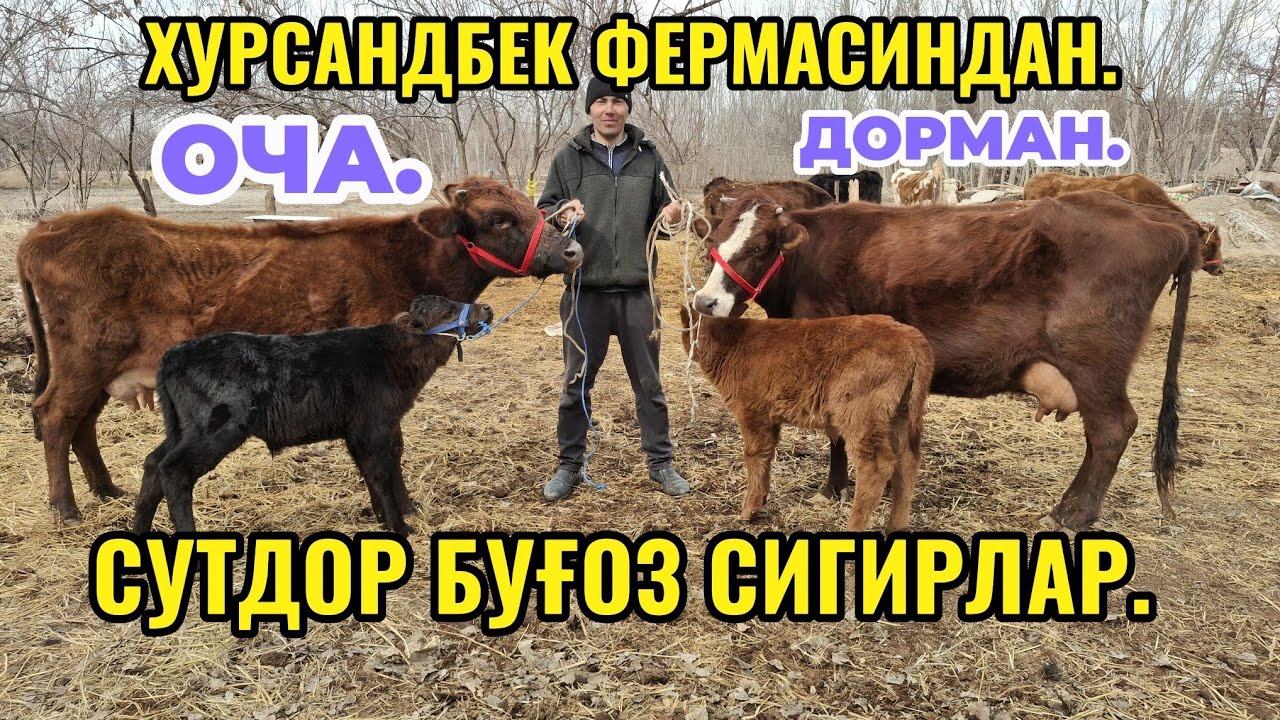    9-МАРТ УЙДАН СУТДОР БУҒОЗ СИГИРЛАР ХУРСАНДБЕК ФЕРМАСИДАН. 