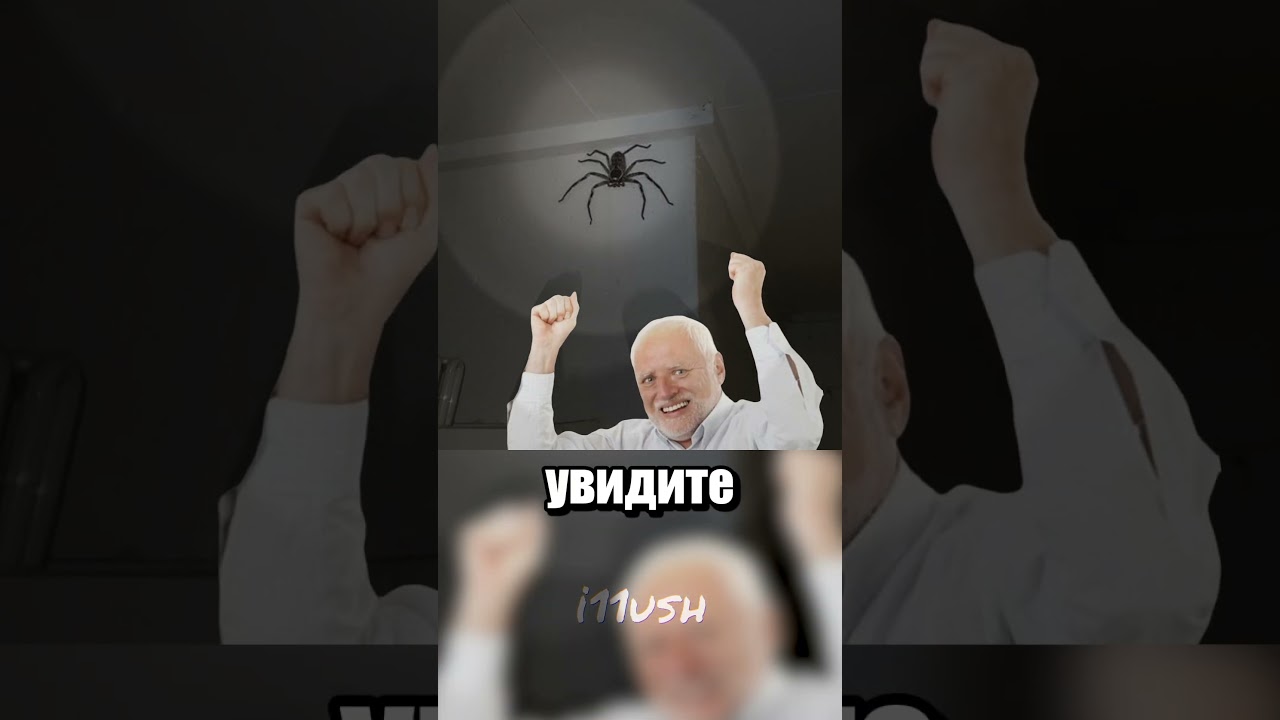 Самый страшный (и милый) паук Австралии