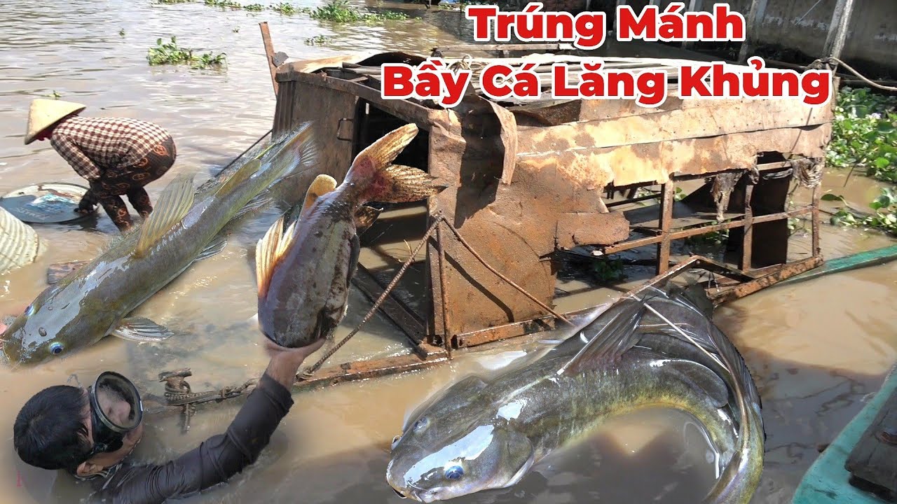 Thợ Lặn Mò Được Phà Gỗ. Trúng Mánh Thêm Bầy Cá Lăng Khủng Sống Lâu Năm.