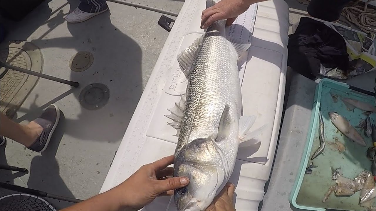 Thames estuary boat comp 2022 with the biggest bass of the comp on our boat sea fishing uk