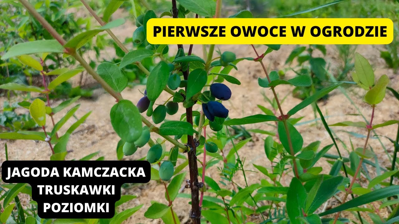 PIERWSZE owoce w ogrodzie Wczesną wiosną też można zbierać owoce Jagoda kamczacka truskawki poziomki