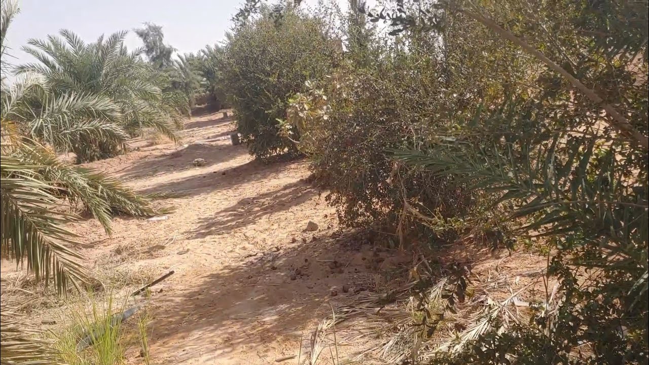 زراعة الاشجار المثمرة في ورقلة  تركيب نظام السقي المكشوف الجزء الاول