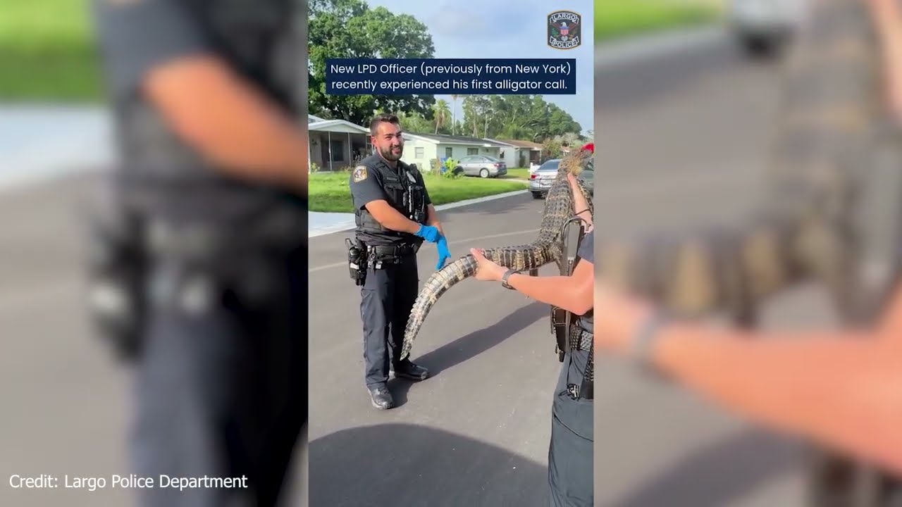 New Largo Police Officer Welcomed by Run-in with Alligator