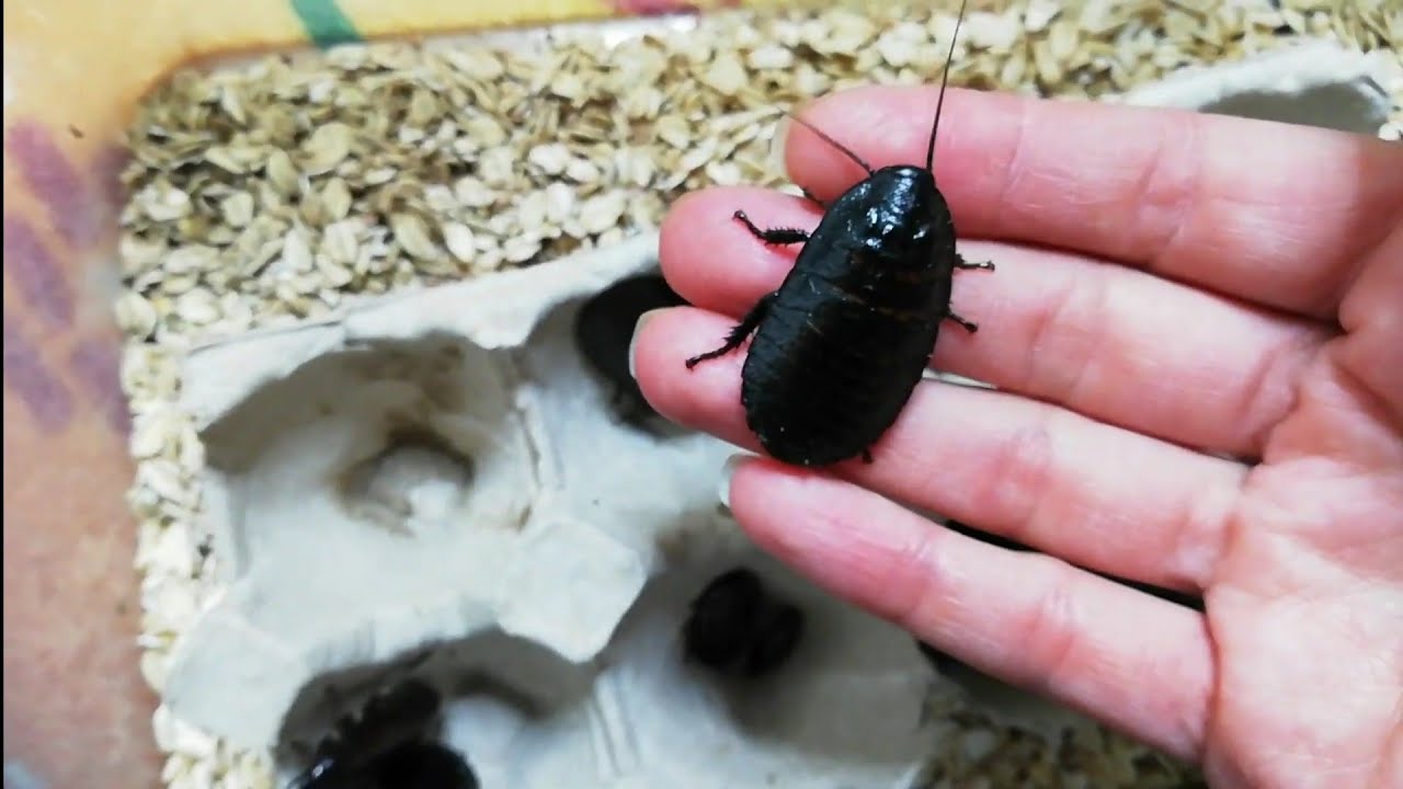 Mis CUCARACHAS GIGANTES de MADAGASCAR (cuidados y consejos) son mascota 😱 Mariana Mai