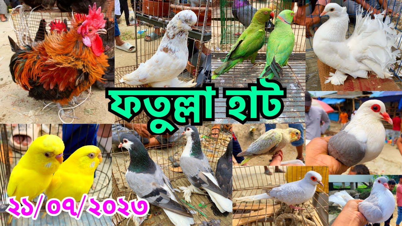 নারায়ণগঞ্জের বৃহত্তম ফতুল্লা হাট | পাখি, কবুতর, হাঁস-মুরগি নিয়ে জমজমাট হাট |Fatullah Pet Market#577