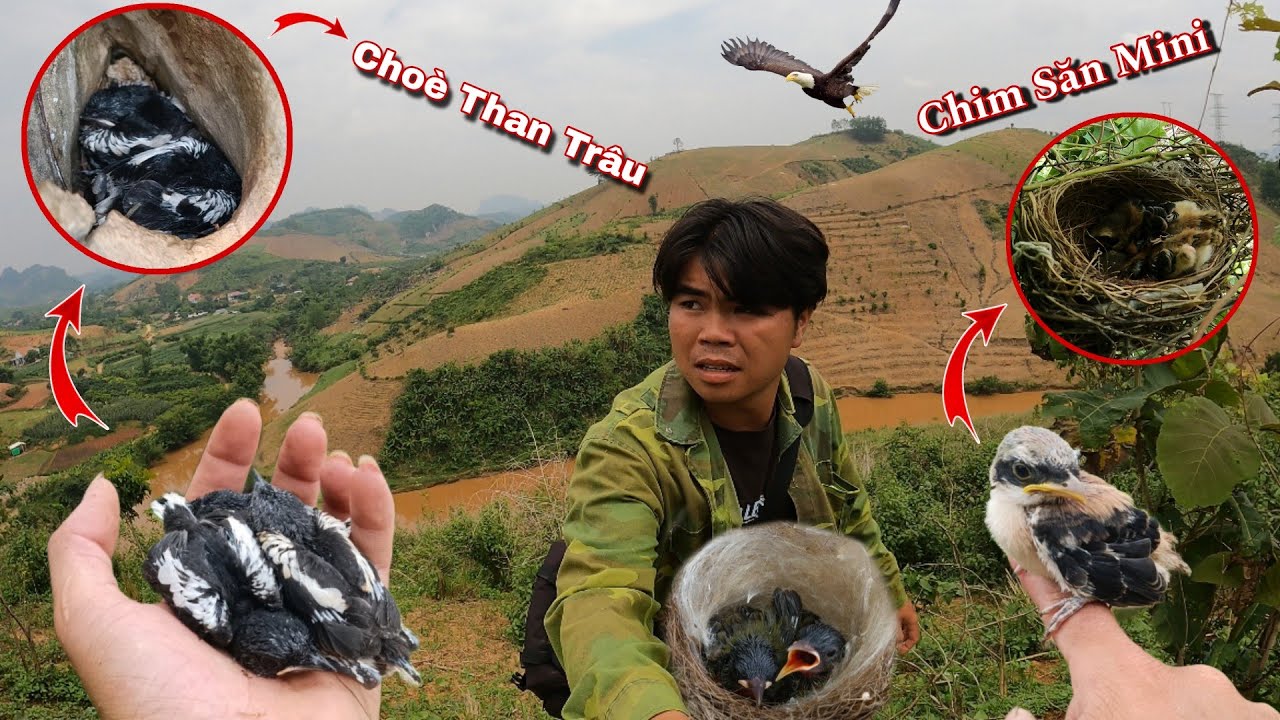 [ Quá Phê ] Được Rất Nhiều Tổ Chim All Pet Non Ở Nhà | Dân Tộc Tây Bắc Tv