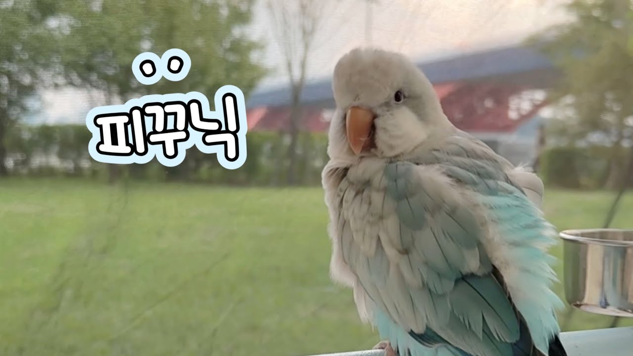 앵무새랑 한강 피크닉🏕️