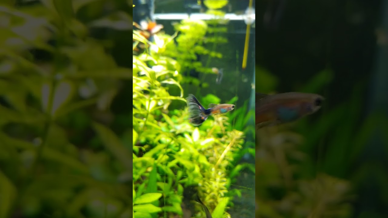 Matriz Guppy Fish 