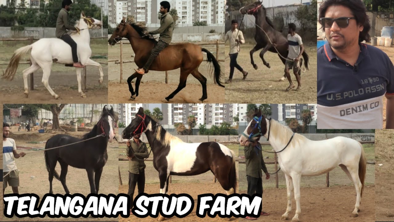 Telangana Stud Farm Hyderabad ke Ghodo ka Collection | Baby Horse & Marwadi Horses in HYD