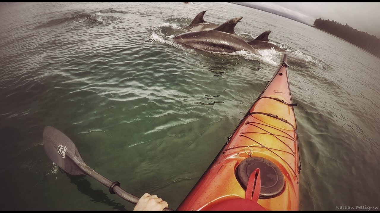 Bottlenose dolphins New Zealand