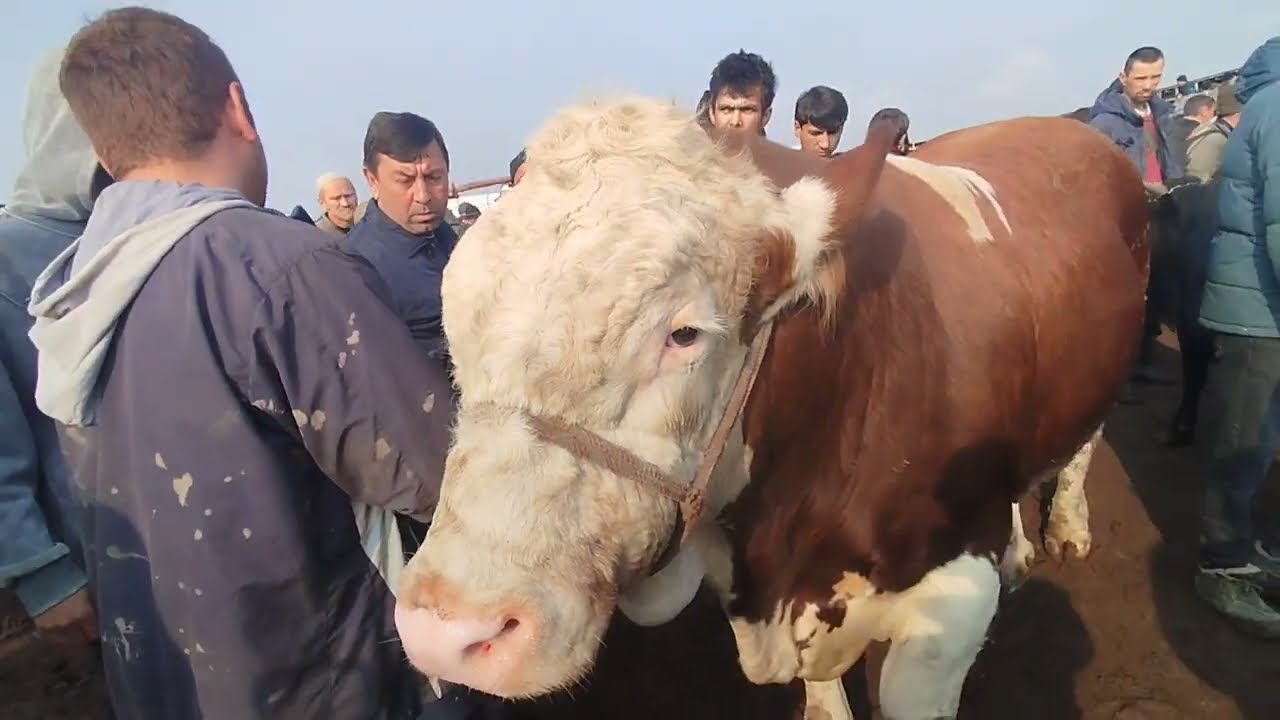 Молбозори Хочи Шариф навори тоза 13 03 2025🤔🤔👍