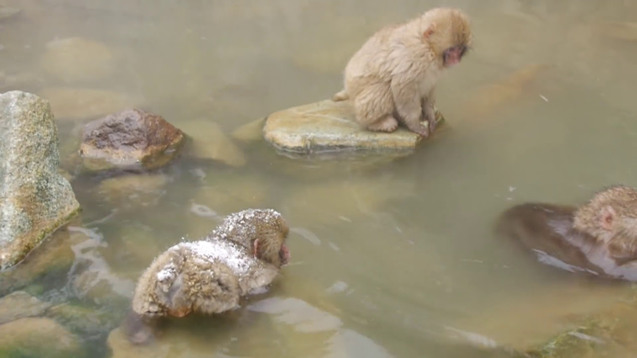 Snow Monkey 01 -cute baby monkeys-