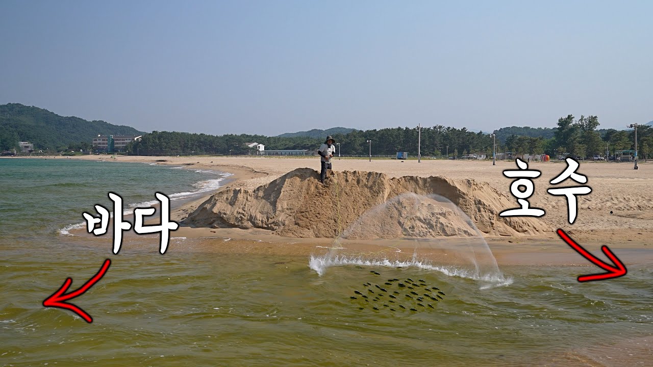 바닷물이 호수로 밀려들어가니 호수에 있던 물고기떼가 내려온다! 투망 한방에 수십마리!