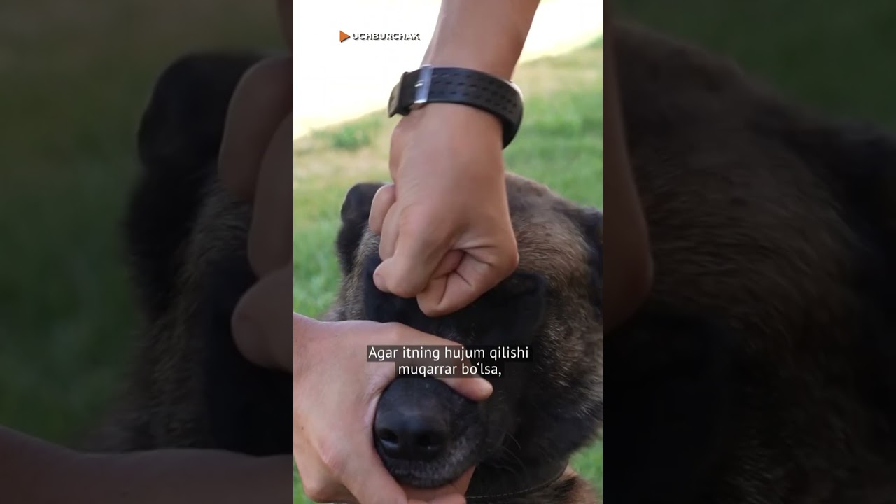 It hujum qilganda kishi o&lsquo;zini qanday tutishi kerak?