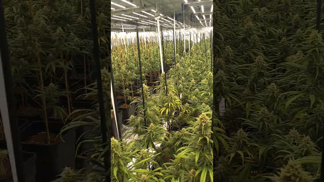 Super Silver Haze. Erholungs zeit #cannabisdaily #lifeisbutadream