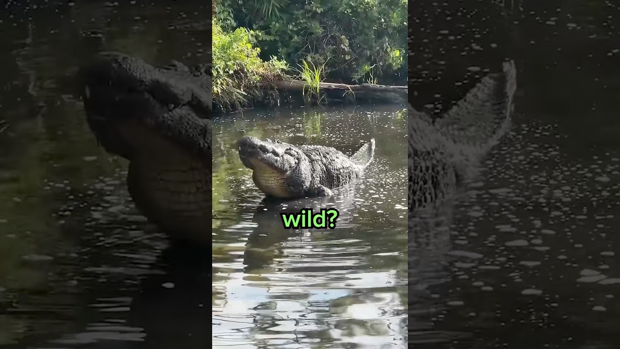 What To Do If You Encounter An Alligator? 😳