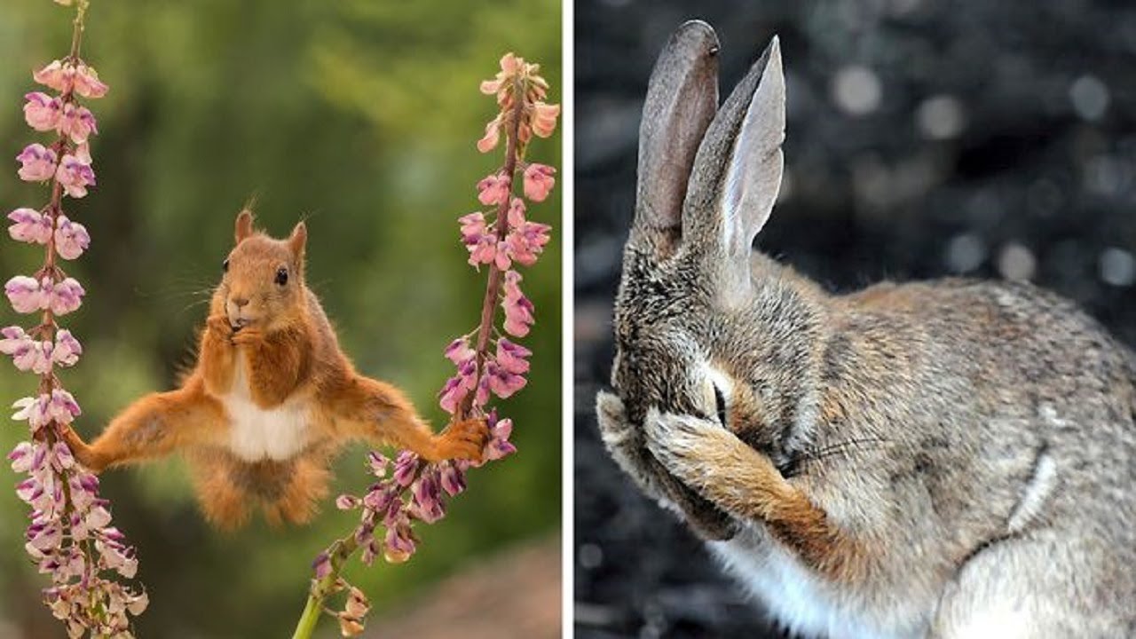 16+ Funny Entries To The Comedy Wildlife Photography Awards 2018