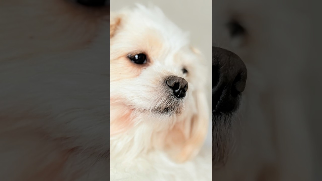 Dog are the greatest soul food to the heart 