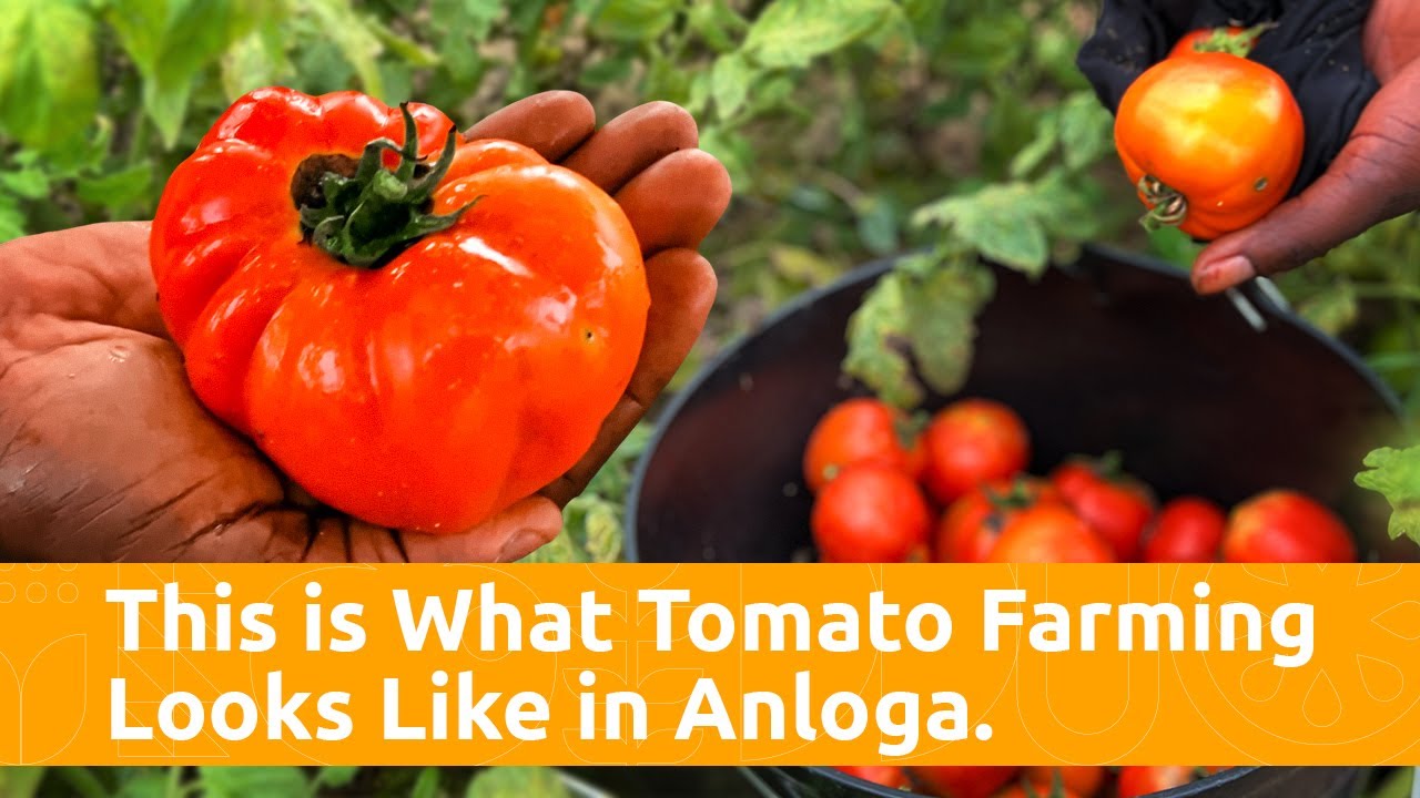 What It Really Takes to Grow Tomatoes in Anloga