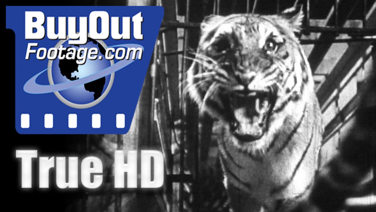 Caged Fury 1951 - Wild Animals Captured for Circus