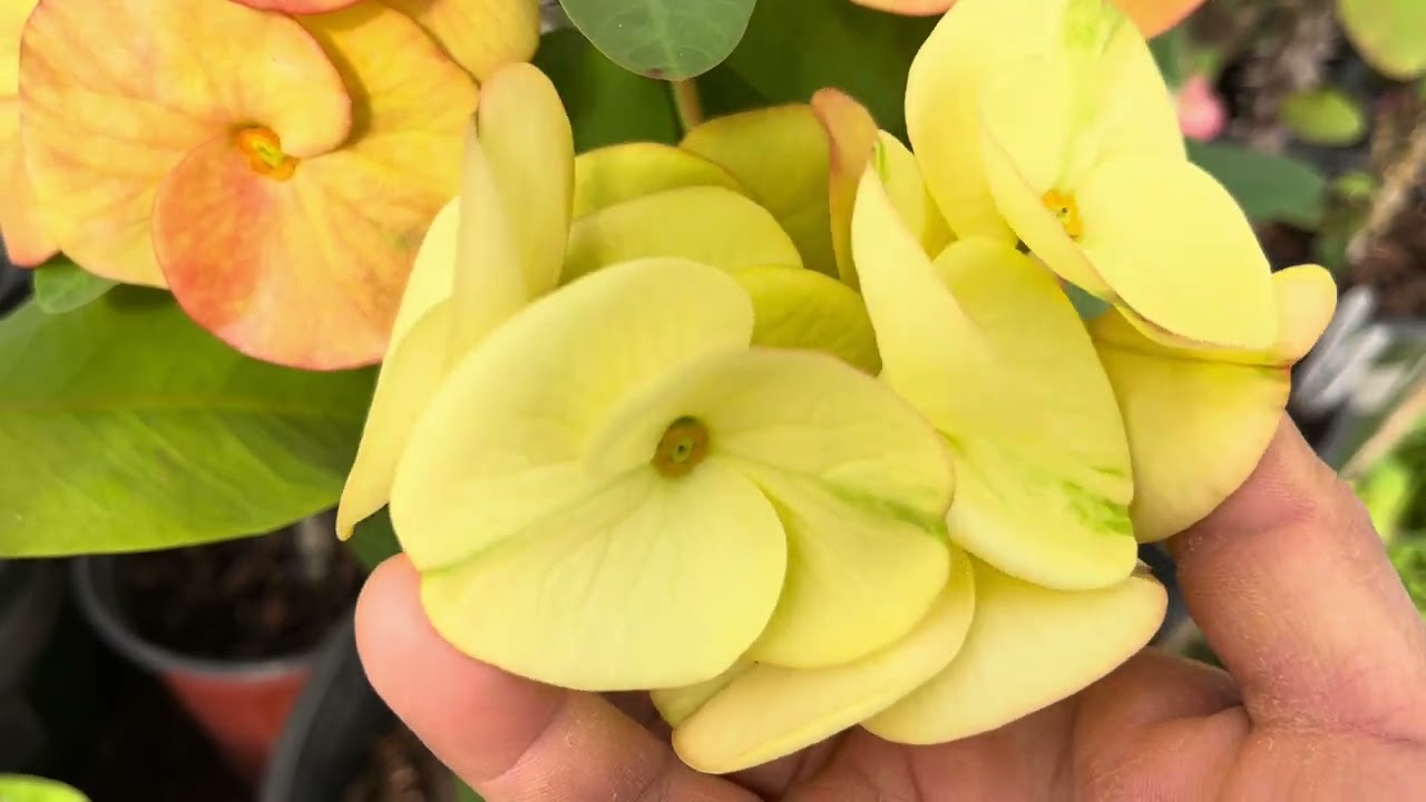 Buenas tardes 😃 un poco más de floración 