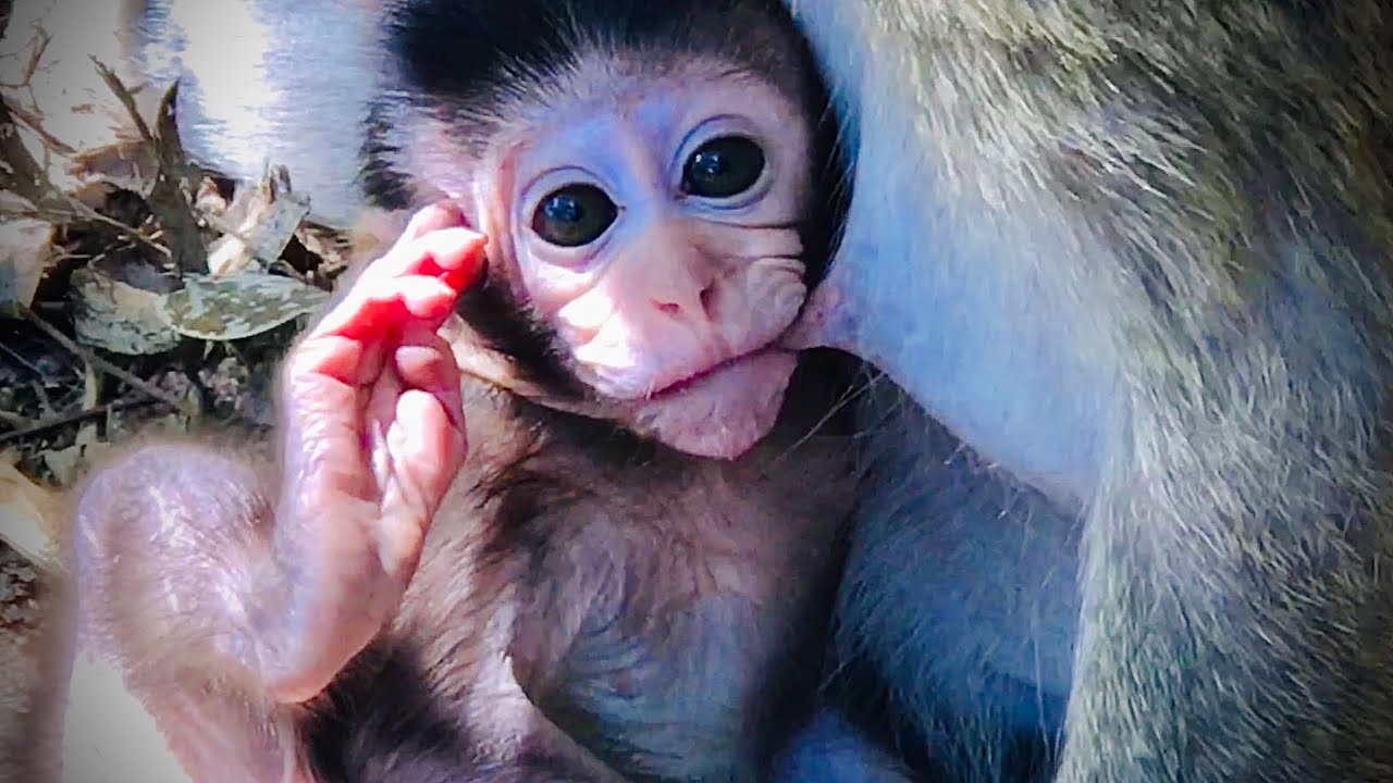 How beautiful 💕 Mom Violet takes care her husband Donnie & Baby Vasco