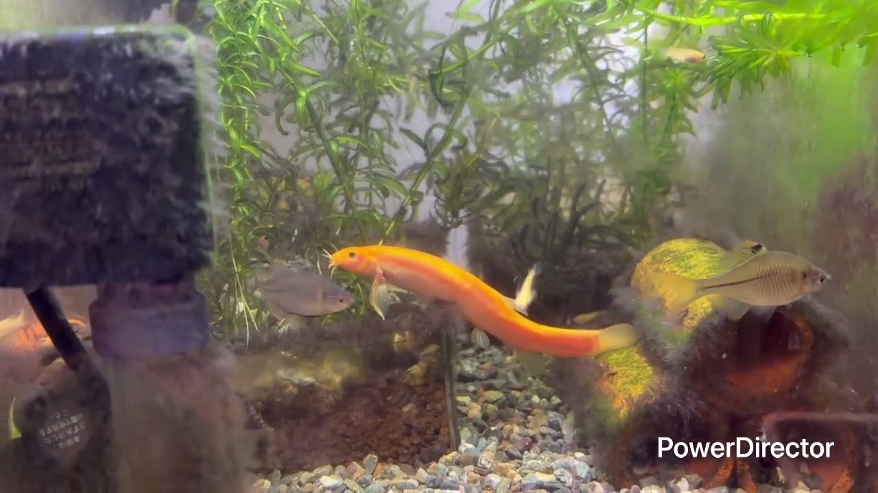 小型日本淡水魚水槽　1月17日