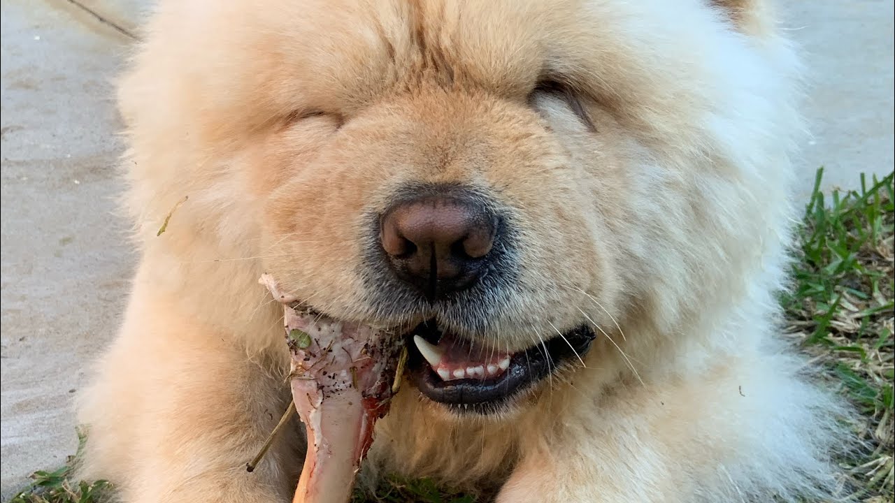 Chow Smashing A Bone