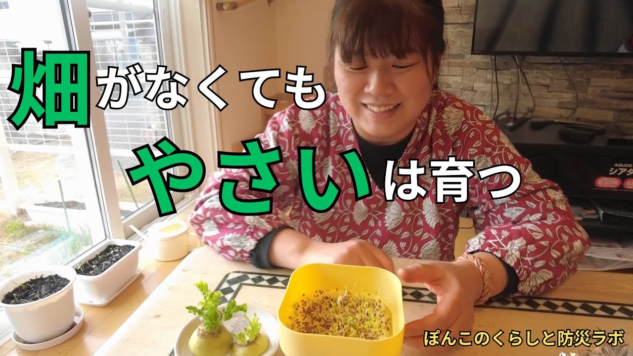 【備える菜園2月】畑がなくても大丈夫。室内から始める野菜の備え