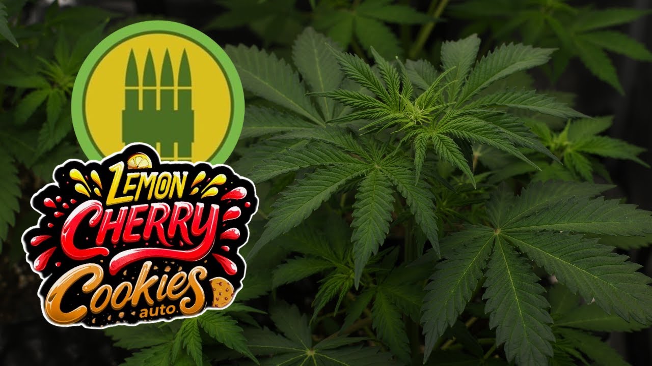 Lemon Cherry Cookies / Royal AK | Week 4 | FastBuds / Royal Queen Seeds (Autoflower)