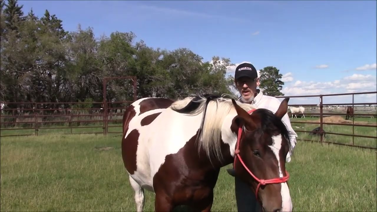 You have been training your horse to be ridden without riding it.