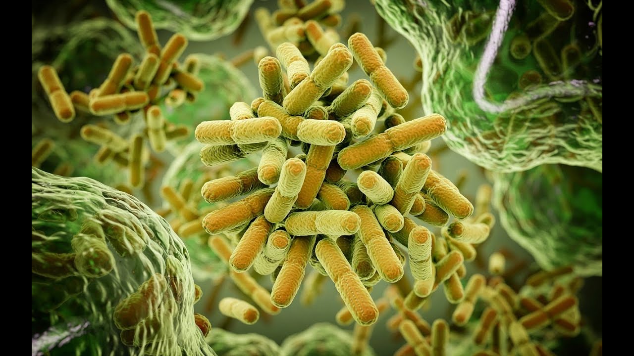 Lec 15 Mycoplasma & Rickettsia المحاضرة 15