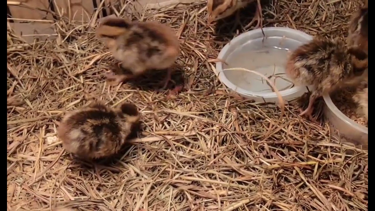 Cute Bobwhite quail chicks. @Wide Open Transit Farm 