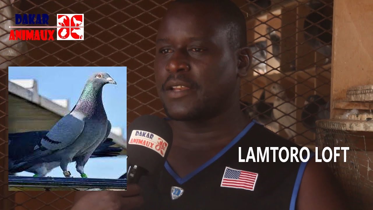 Entre Siré et les pigeons, c'est une vraie histoire d'amour