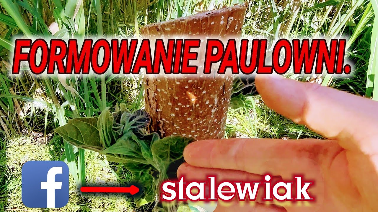 Uprawa Paulowni  na wielkie 65cm liście. Kt&oacute;ry pęd zostawić, jak obcinać. Paulownia w Polsce.