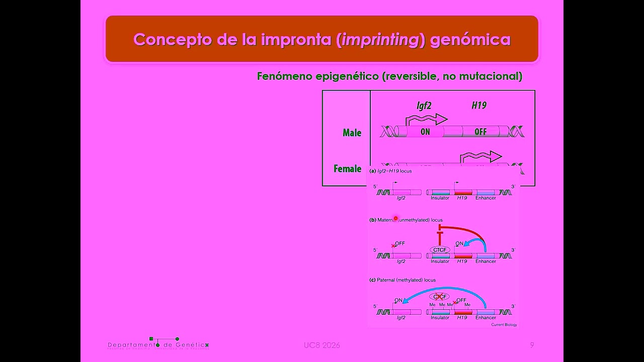 UC8 T05B_26_Regulacion_Epigenetica_y_Diferenciacion_2