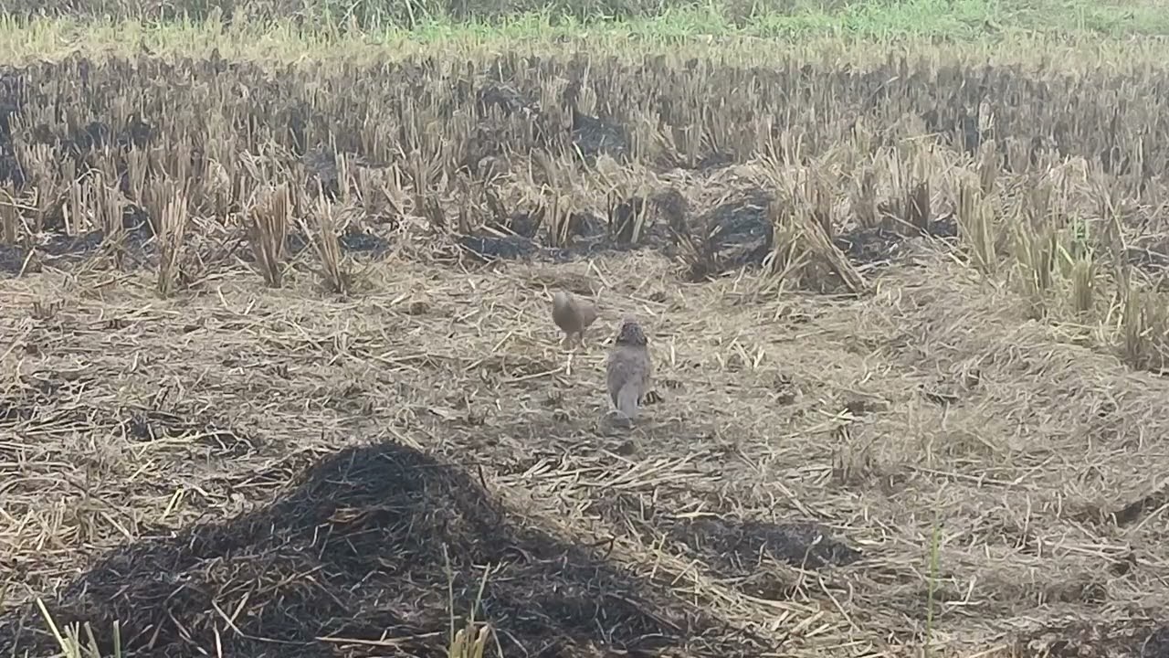Si, kancil berhasil Bl gantung desa sayur maincat