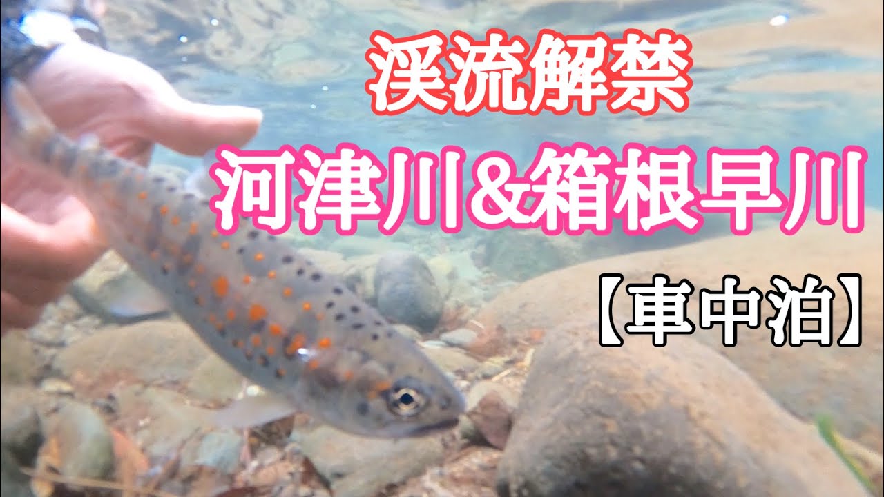 渓流釣り解禁　南伊豆河津川解禁釣行と箱根早川釣行と車中泊　【フライフィッシング】【flyfishing】【車中泊】