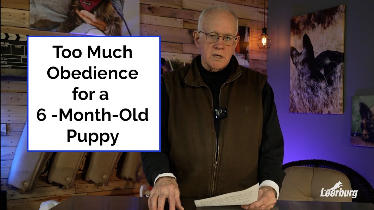 Too Much Obedience For A 6-Month-Old Puppy