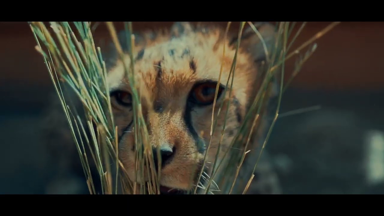 Cheetah - Animal Arc