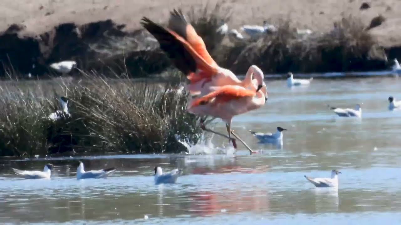 Flamingos In The Wild | Rare Mating Footage At Zwillbrocker Venn