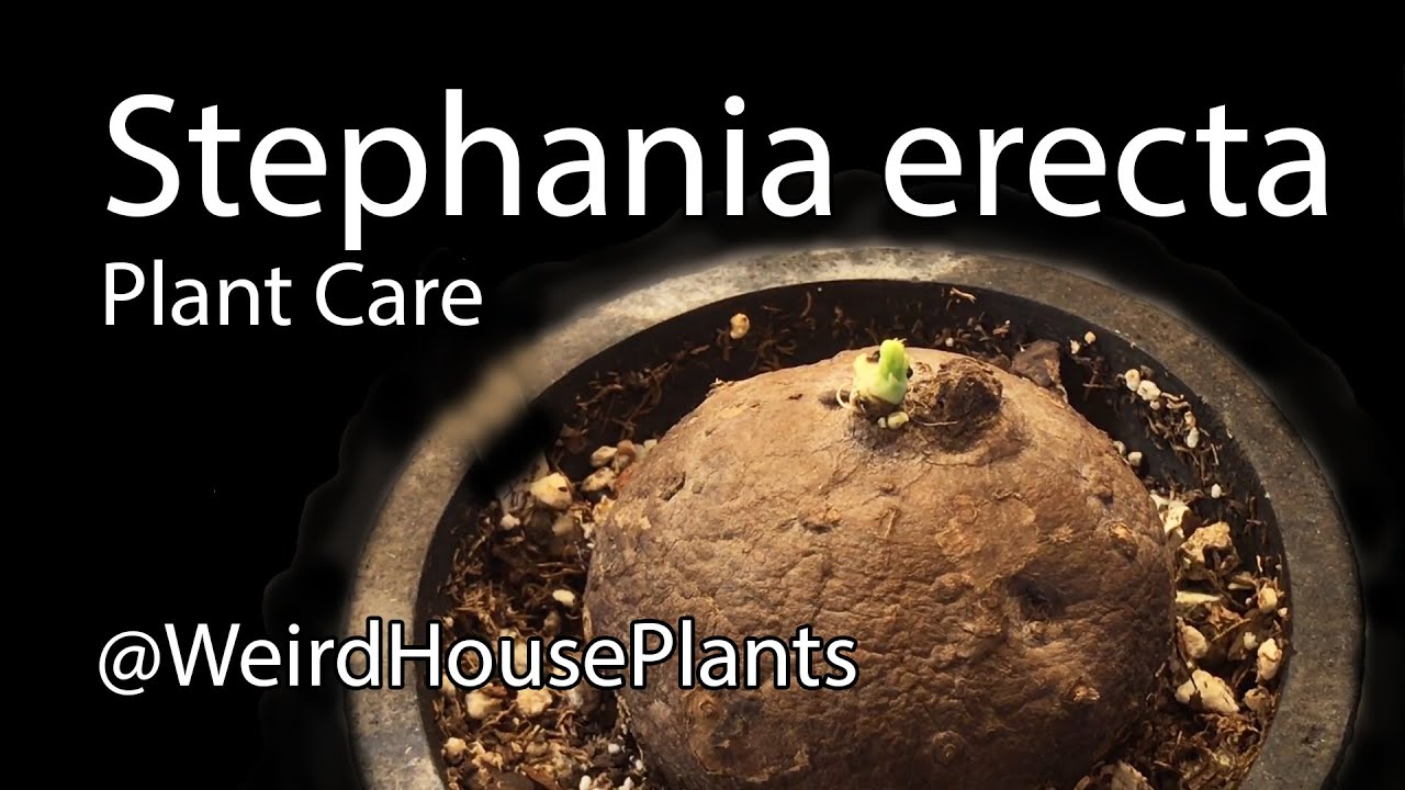 Stephania erecta Plant Care