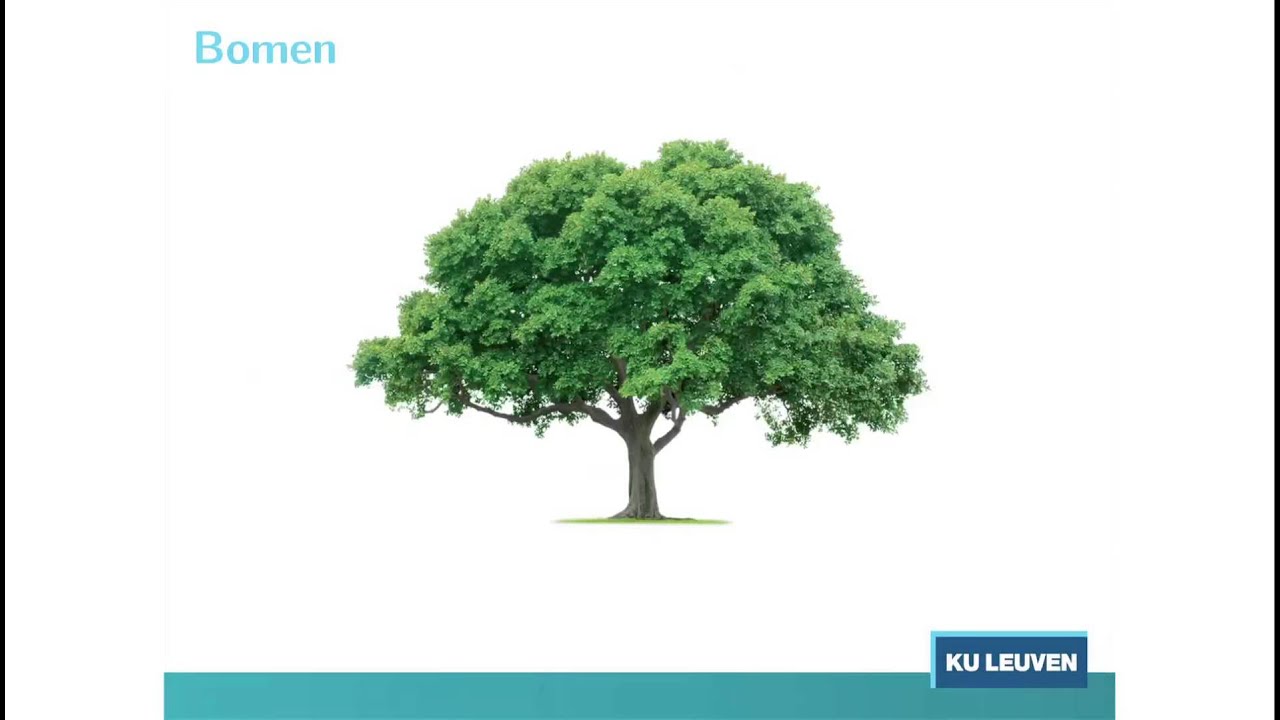 Alumniforum 2013 - Von Neumannalgebra's, groepsacties en discrete kwantumgroepen