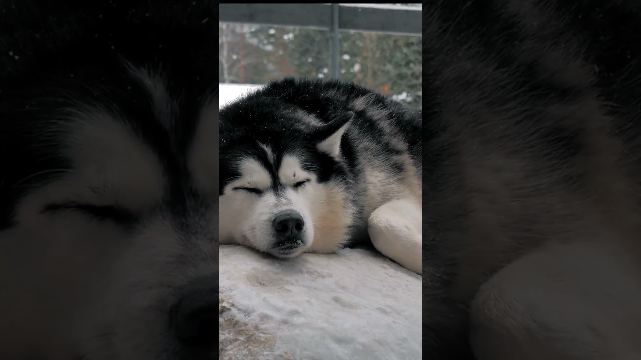Common Dog Behavior Problems and How to Solve Them Effectively