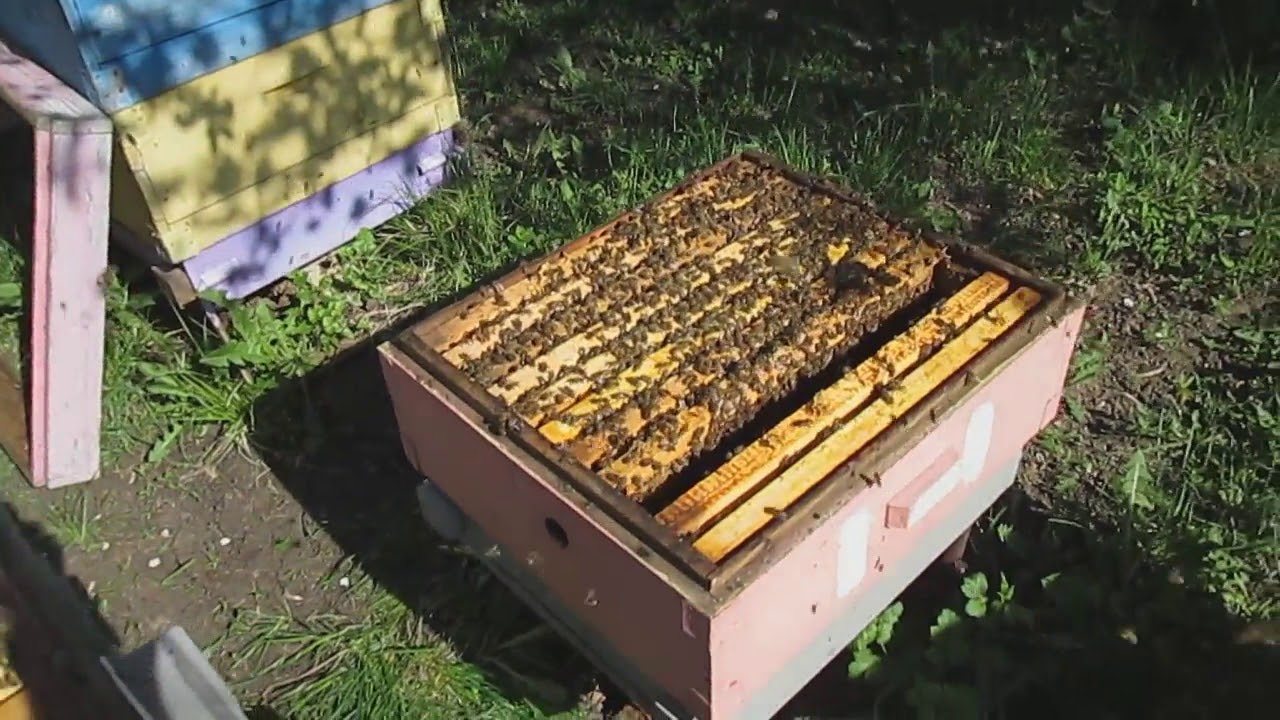Какая  пчела лучше КАРНИКА или  КАРПАТКА  сравнение  по весеннему развитию   копия