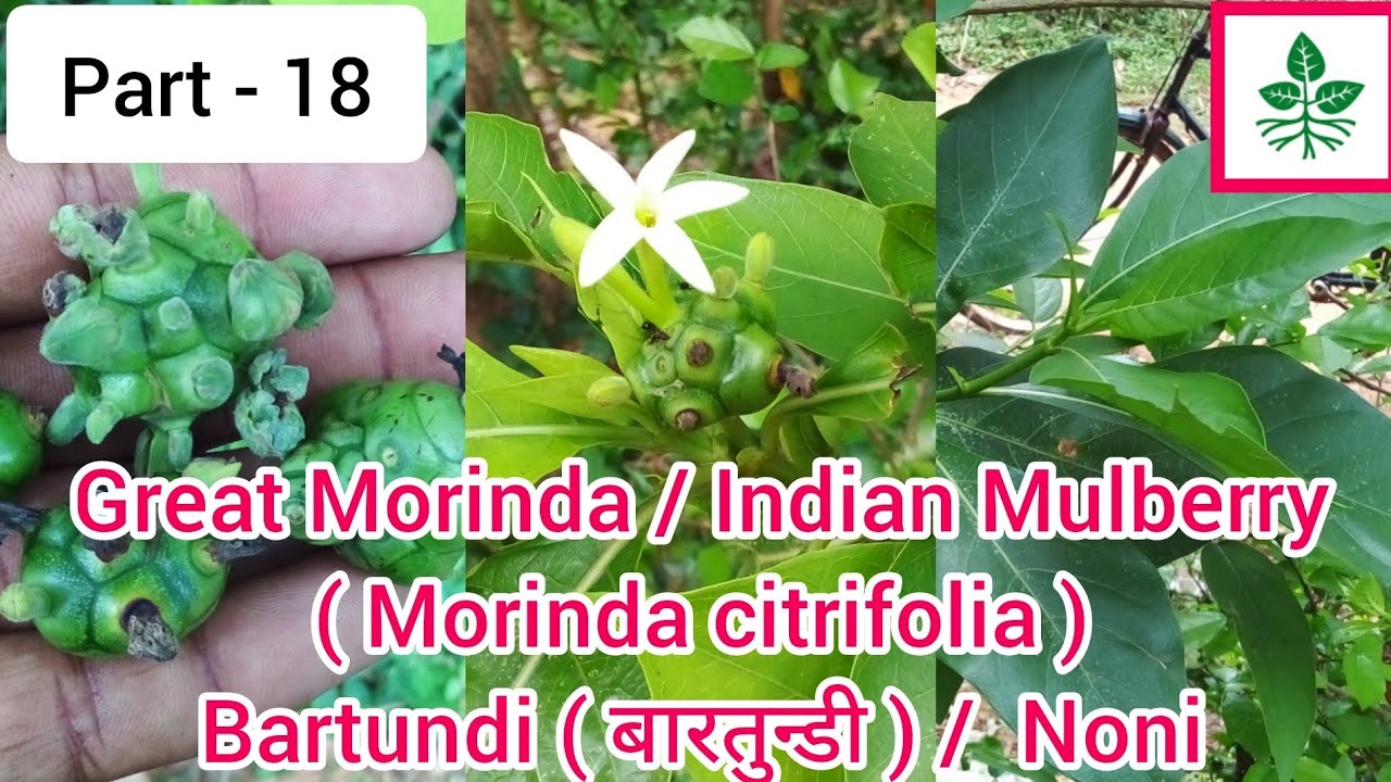 Great Morinda / Indian Mulberry / Noni / Morinda citrifolia / Bartundi/Cheese fruit / Beach Mulberry