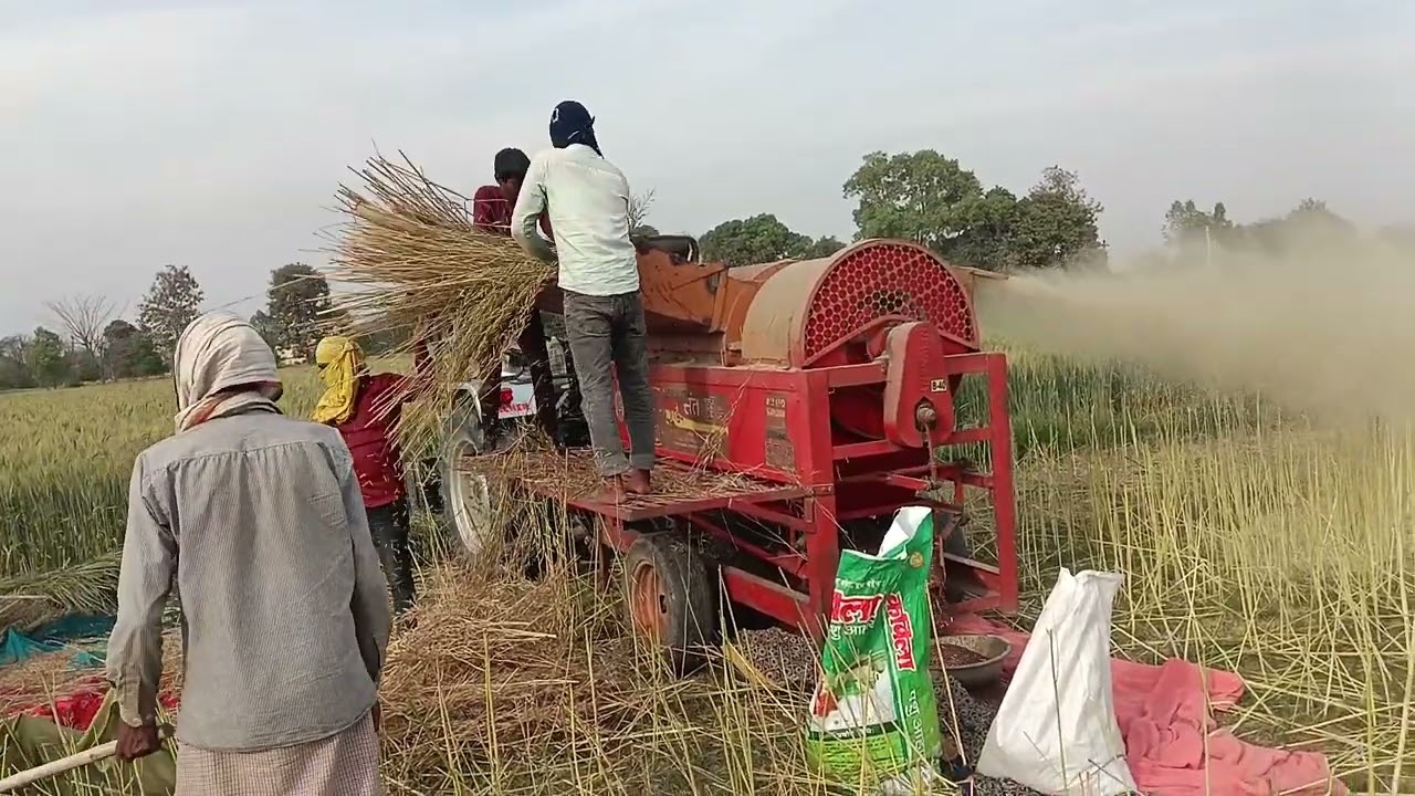 इतना बोझ इतना जल्दी कैसे निकलता है यह थ्रेसर देखिए इसका कमाल #किसानी वीडियो किसान भाइयों केलिए