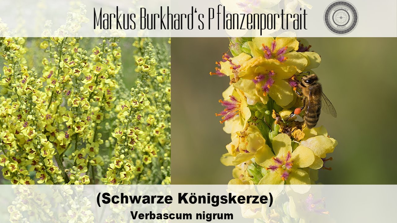 Schwarze Königskerze, die BESTE HEILPFLANZE jetzt im Spätsommer, Bienenpflanze für den Spätsommer